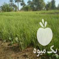 آگهی مشابه فروش نشاء پیاز در میناب در گروه خرید فروش نشا - انواع گوجه برنج کاهو پیاز کاری فرنگی در یکمیوه