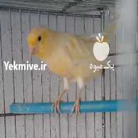 آگهی مشابه فروش قناری سوپر ماده   در اردبیل در گروه انواع پرنده - زینتی عروس هما مینا طوطی مرغ عشق در یکمیوه