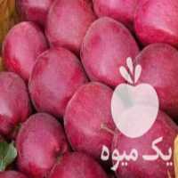 آگهی مشابه فروش سیب میانه سوپر ممتاز 60 تن در آذربایجان شرقی در گروه خرید فروش عمده سیب - زرد و قرمز گلاب پاییزه در یکمیوه