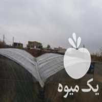 آگهی مشابه فروش گلخانه 250 متری در اسفرورین در گروه خرید فروش تجهیزات گلخانه - صنعتی خانگی هوشمند دست دوم در یکمیوه