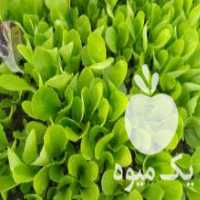 آگهی مشابه فروش نهال کاهو روغنی در دلند در گروه خرید فروش عمده کاهو - رسمی پیچ سالادی فرانسوی چینی قرمز در یکمیوه