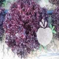 آگهی مشابه فروش کاهو فرانسوی قرمز و سبز در تهران در گروه خرید فروش عمده کاهو - رسمی پیچ سالادی فرانسوی چینی قرمز در یکمیوه