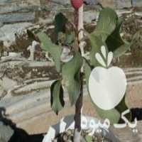 آگهی مشابه فروش نهال پسته تضمینی در خمین در گروه خرید فروش نهال - انواع گردو پسته بادام سلطانی انگور در یکمیوه