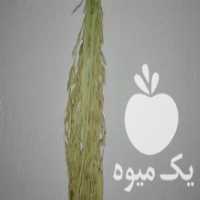 آگهی مشابه فروش برنج فجر سوزنی و نیم دانه خوب در علی آباد در گروه خرید فروش عمده برنج - نیم دانه عنبر بو هاشمی کاظمی هندی پاکستانی در یکمیوه