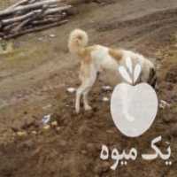 فروش سگ نگهبان عالی در حلب در گروه سگ و گربه _ نگهبان هاسکی ژرمن دوبرمن سرابی در یکمیوه