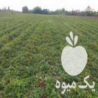 آگهی مشابه فروش ناهال توت فرنگی درجه 1 کامروس در خان ببین در گروه خرید فروش عمده توت فرنگی - خرید فروش عمده قرمز سفید در یکمیوه