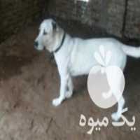 آگهی مشابه فروشی سگ جنگی و آدم گیرم هست در ترک در گروه سگ و گربه _ نگهبان هاسکی ژرمن دوبرمن سرابی در یکمیوه