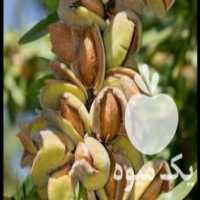 آگهی مشابه فروش نهالستان نووین نهال فرش نهال آغاز شد در سلماس در گروه خرید فروش نهال - انواع گردو پسته بادام سلطانی انگور در یکمیوه