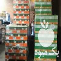 آگهی مشابه فروش مستقیم بذر چغندر قند خارجی در کرمانشاه در گروه خرید فروش بذر - انواع محصول کشاورزی گوجه کتان میوه درخت در یکمیوه