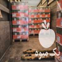 آگهی مشابه فروش بذر چغندر بهاره در سرپل ذهاب در گروه خرید فروش بذر - انواع محصول کشاورزی گوجه کتان میوه درخت در یکمیوه