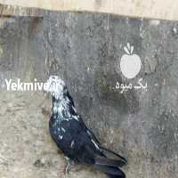 آگهی مشابه فروش کبوتر نر سیاه کله سفید   در زنجان در گروه انواع پرنده - زینتی عروس هما مینا طوطی مرغ عشق در یکمیوه