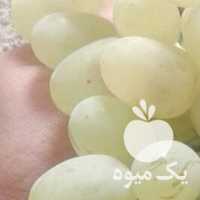 آگهی مشابه فروش انگور ریش بابا و رطبی در شیراز در گروه خرید فروش عمده انگور - یاقوتی شانی عسگری بی دانه قرمز در یکمیوه