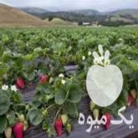 آگهی مشابه فروش بوته توت فرنگی در جویبار در گروه خرید فروش عمده توت فرنگی - خرید فروش عمده قرمز سفید در یکمیوه