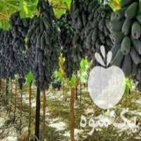 آگهی مشابه فروش نهال پربار و مقاوم به سرما در شاهین دژ در گروه خرید فروش نهال - انواع گردو پسته بادام سلطانی انگور در یکمیوه