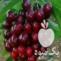 آگهی مشابه فروش نهال و نهالستان فوق تخصصی هومن نهال میاندواب در ایلام در گروه خرید فروش نهال - انواع گردو پسته بادام سلطانی انگور در یکمیوه