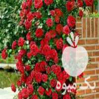 آگهی مشابه فروش عرضه انواع نهال های خارجی و ایرانی مثمر و غیرمثمر در کرج در گروه خرید فروش عمده خرمالو - خرمالو رسیده نارس برگ عمده در یکمیوه