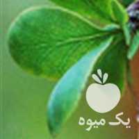 آگهی مشابه فروش حدود 40 کیلو زرشک خشک در بیرجند در گروه خرید فروش عمده ازگیل و تمشک و زرشک - ژاپنی فروش مستقیم در یکمیوه