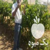 آگهی مشابه فروش درخت انگور 5 ساله رقم پرلت فرانسوی و کشمشی سفید در کرمانشاه در گروه خرید فروش عمده انگور - یاقوتی شانی عسگری بی دانه قرمز در یکمیوه
