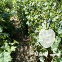 آگهی مشابه فروش نهال انگور در ارومیه در گروه خرید فروش نهال - انواع گردو پسته بادام سلطانی انگور در یکمیوه