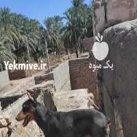 فروش سگ دوبرمن ماده   در تهران در گروه سگ و گربه _ نگهبان هاسکی ژرمن دوبرمن سرابی در یکمیوه