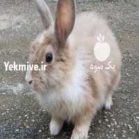آگهی مشابه فروش خرگوش پشمالو   در هرمز در گروه حیوانات خانگی - خرید و فروش در یکمیوه