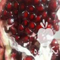 آگهی مشابه فروش نحال انار بهشر در نکا در گروه خرید فروش عمده انار - ساوه شیراز شیرین ترش در یکمیوه