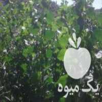آگهی مشابه فروش نهال یکساله چنار تبریزی اصلاح شده در دولت آباد در گروه خرید فروش نهال - انواع گردو پسته بادام سلطانی انگور در یکمیوه