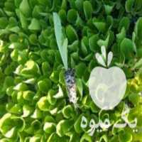 آگهی مشابه فروش نشا کاهو کلم در تهران در گروه خرید فروش عمده کاهو - رسمی پیچ سالادی فرانسوی چینی قرمز در یکمیوه