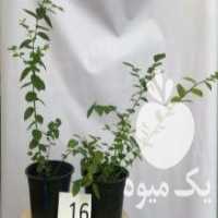 آگهی مشابه فروش نهال ارقام برتر در رشت در گروه خرید فروش نهال - انواع گردو پسته بادام سلطانی انگور در یکمیوه