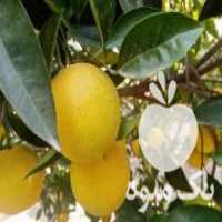 آگهی مشابه خریدار پرتقال ، تامسون و نارنگی با قیمت عالی در ساری و نکا و حومه در مازندران در گروه خرید فروش عمده پرتقال - پرتقال رسمی تامسون خونی جنوب در یکمیوه