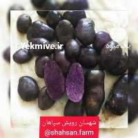 آگهی مشابه فروش سیب زمینی بنفش ارگانیک در اصفهان در گروه خرید فروش عمده سیب زمینی - زودرس دیررس آگریا اسپریت اردبیل همدان در یکمیوه