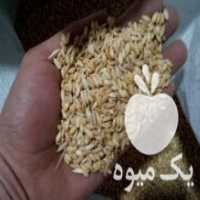 آگهی مشابه فروش خوراک دام و طیور در رودسر در گروه خرید فروش عمده گندم و جو - بلغور شیرازی فروش عمده محصول کشاورزی در یکمیوه