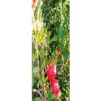 آگهی مشابه فروش انار صادراتی در کاشمر در گروه خرید فروش عمده انار - ساوه شیراز شیرین ترش در یکمیوه