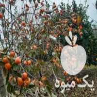 آگهی مشابه فروش میوه خرمالو در ساری در گروه خرید فروش عمده خرمالو - خرمالو رسیده نارس برگ عمده در یکمیوه