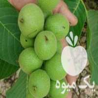 آگهی مشابه فروش نهال و نهالستان فوق تخصصی هومن نهال میاندواب در کرمانشاه در گروه خرید فروش عمده خرمالو - خرمالو رسیده نارس برگ عمده در یکمیوه