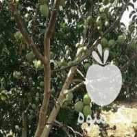 آگهی مشابه فروش انواع نهال با مجوز جهاد کشاورزی در همدان در گروه خرید فروش نهال - انواع گردو پسته بادام سلطانی انگور در یکمیوه