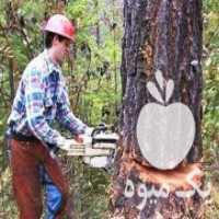 آگهی مشابه خرید و برش انواع درختان میوه و صنوبر در مشگین شهر در گروه خرید فروش عمده چوب- زغال چوب گردو تبریزی خام در یکمیوه