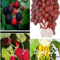 آگهی مشابه فروش انواع نهال وارداتی و کمیاب در بندرعباس در گروه خرید فروش نهال - انواع گردو پسته بادام سلطانی انگور در یکمیوه