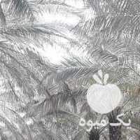 آگهی مشابه فروش خرما شیره کنجد عسل صادراتی در تهران در گروه خرید فروش عمده خرما - کبکاب تازه زاهدی خشک خارک در یکمیوه