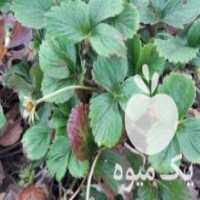 آگهی مشابه فروش بوته توت فرنگی کاماروسا در جویبار در گروه خرید فروش عمده توت فرنگی - خرید فروش عمده قرمز سفید در یکمیوه