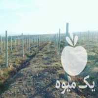 آگهی مشابه فروش تیرچه بتنی مخصوص باغات انگور در قوچان در گروه خرید فروش عمده انگور - یاقوتی شانی عسگری بی دانه قرمز در یکمیوه