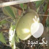 آگهی مشابه فروش نهال های بزرگ زردالو و هلو در لرستان در گروه خرید فروش نهال - انواع گردو پسته بادام سلطانی انگور در یکمیوه