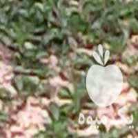 آگهی مشابه فروش بوته توت فرنگی درجه یک خارجی در کیاکلا در گروه خرید فروش عمده توت فرنگی - خرید فروش عمده قرمز سفید در یکمیوه