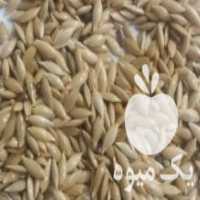 آگهی مشابه فروش کتان اعلا اردبیل در محمدشهر در گروه خرید فروش عمده گندم و جو - بلغور شیرازی فروش عمده محصول کشاورزی در یکمیوه