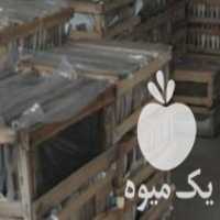 آگهی مشابه فروش توزیع مستقیم و بدون واسطه واقعی انواع عسل شهد و با موم در مشهد در گروه عسل شیره و فرآورده ی مربا - طبیعی گون کوهی آویشن در یکمیوه