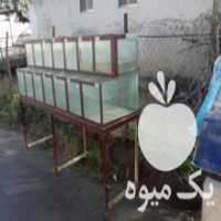 آگهی مشابه فروش آکواریوم تکثیر ماهی در آمل در گروه انواع ماهی - سالمون شیر کپور قرمز شوریده سفید گوپی مرکب در یکمیوه
