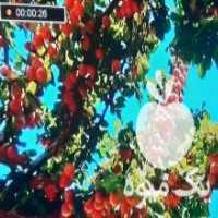 آگهی مشابه فروش کود معجونی جادو در همدان در گروه خرید فروش کود و مواد شیمیایی - اوره پتاس مرغی کمپوست آهن در یکمیوه