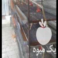 آگهی مشابه فروش قفس بلدرچین و مرغ وخروس ابریشمی و امپراطور فرشی هس در همدان در گروه مرغ و خروس و بوقلمون و اردک قو قاز در یکمیوه