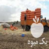 آگهی مشابه فروش کاه سنقری در کرمانشاه در گروه خوراک دام و طیور - پرواری شیری علوفه یونجه در یکمیوه