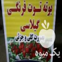 آگهی مشابه فروش بوته توت فرنگی در ساری در گروه خرید فروش عمده توت فرنگی - خرید فروش عمده قرمز سفید در یکمیوه